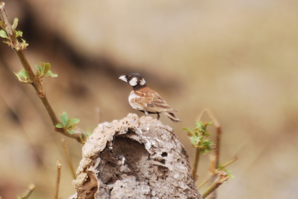 Chestnut-backed Sparrow-Lark - ML637963440