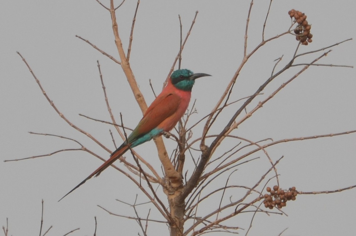 Northern Carmine Bee-eater - ML637963472