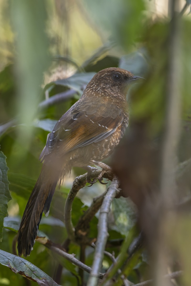 Brown-capped Laughingthrush - ML637963492