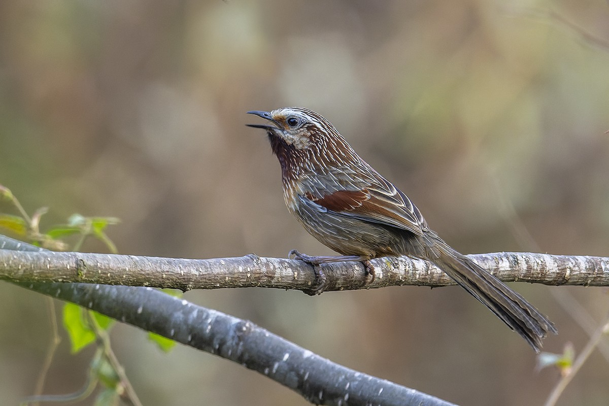 Striped Laughingthrush - ML637963495