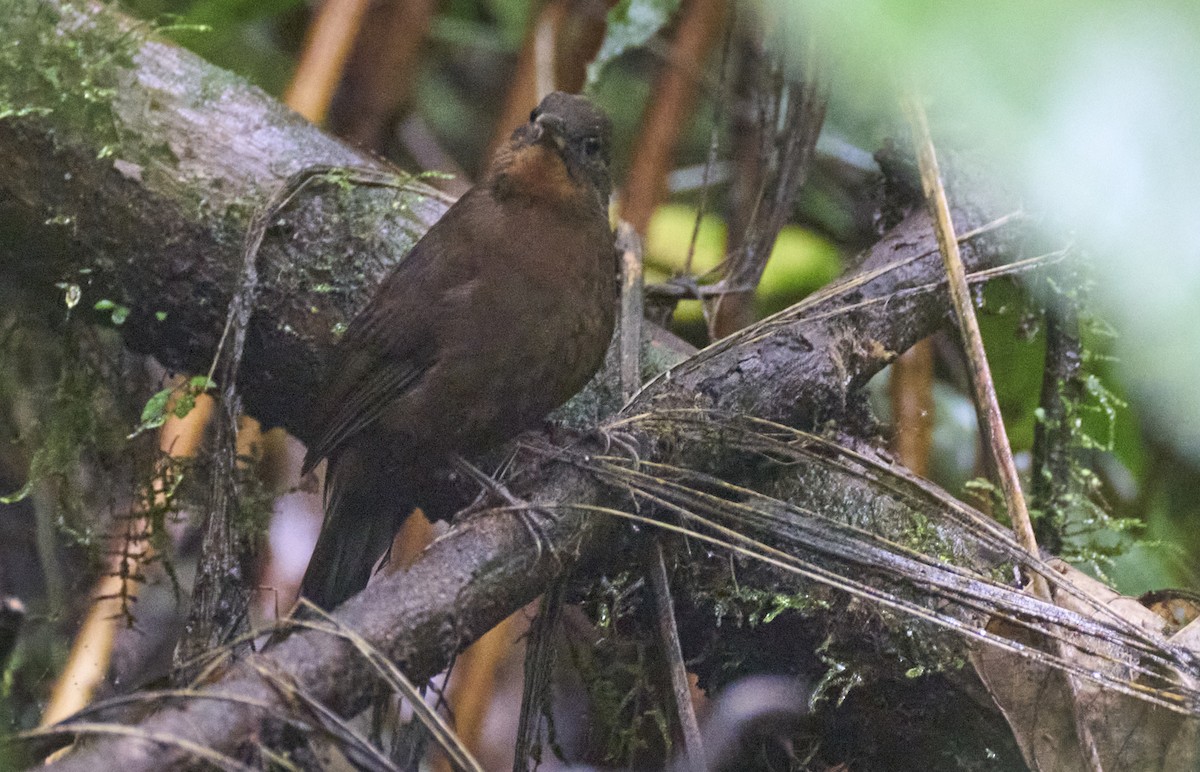 South American Leaftosser - ML637963511