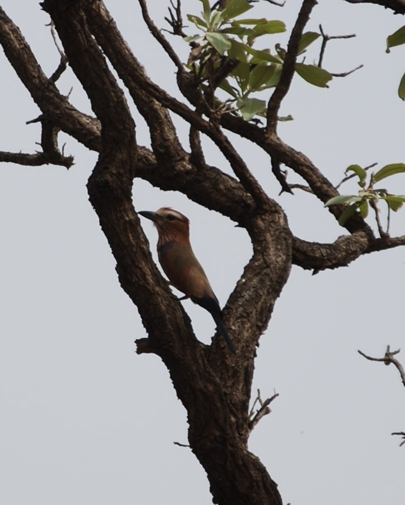 Purple Roller - ML637963514