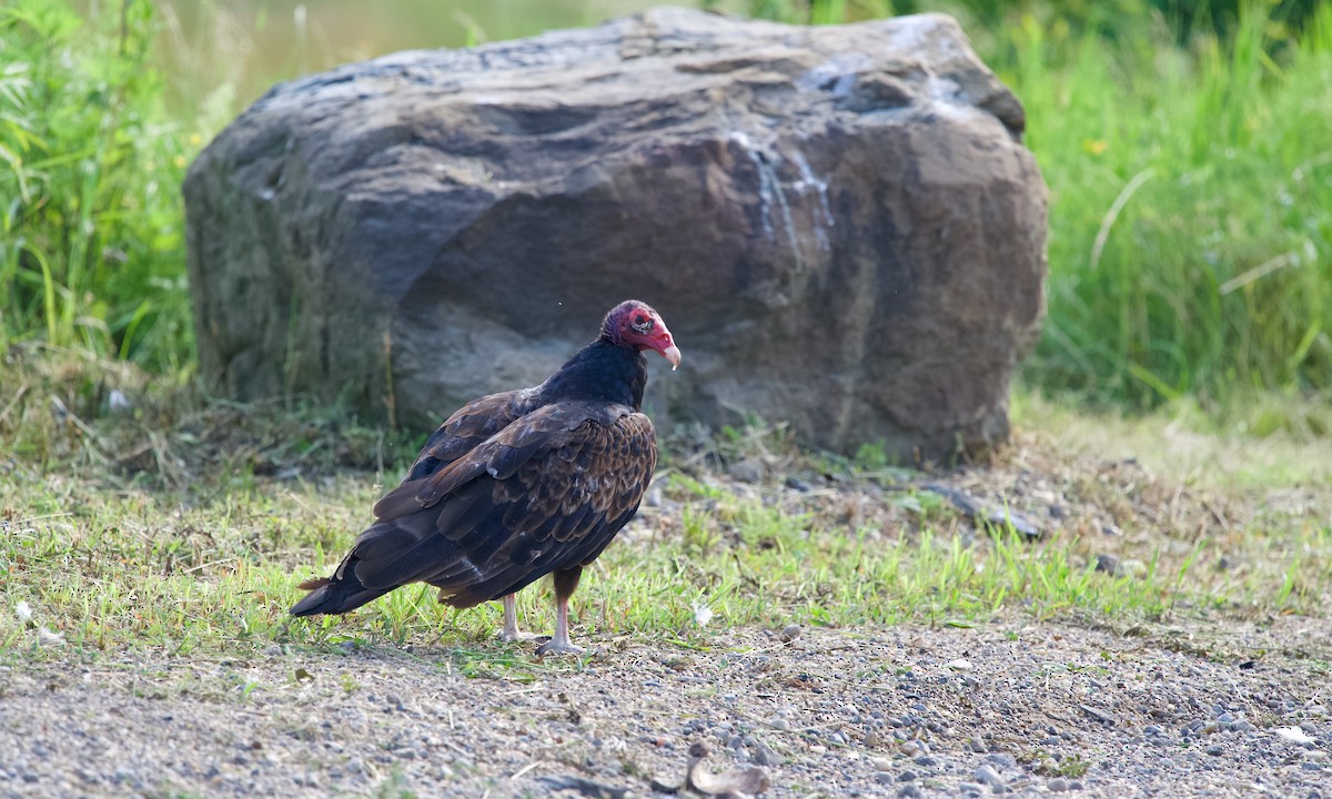 Hindi Akbabası - ML637963538