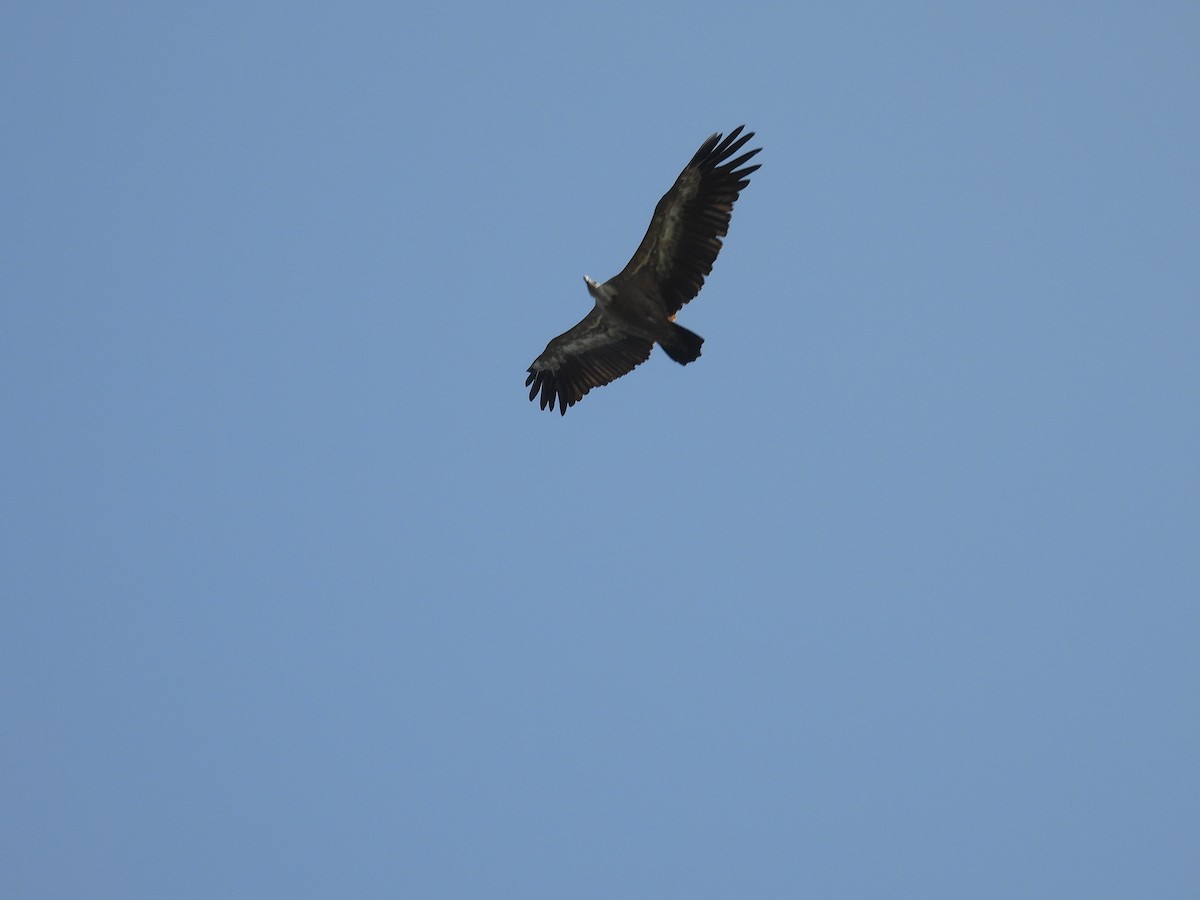Eurasian Griffon - ML637963556