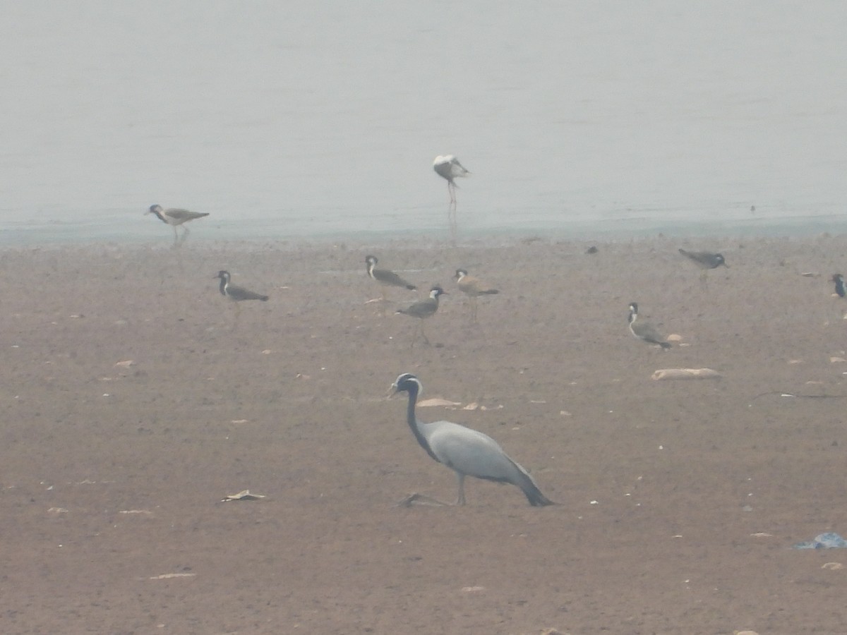 Demoiselle Crane - ML637963586