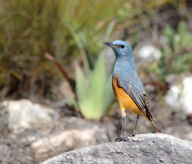 Sentinel Rock Thrush (Monticola explorator) — best photo, 1 in total