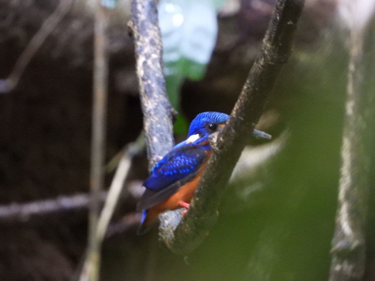 Blue-eared Kingfisher - ML637963599