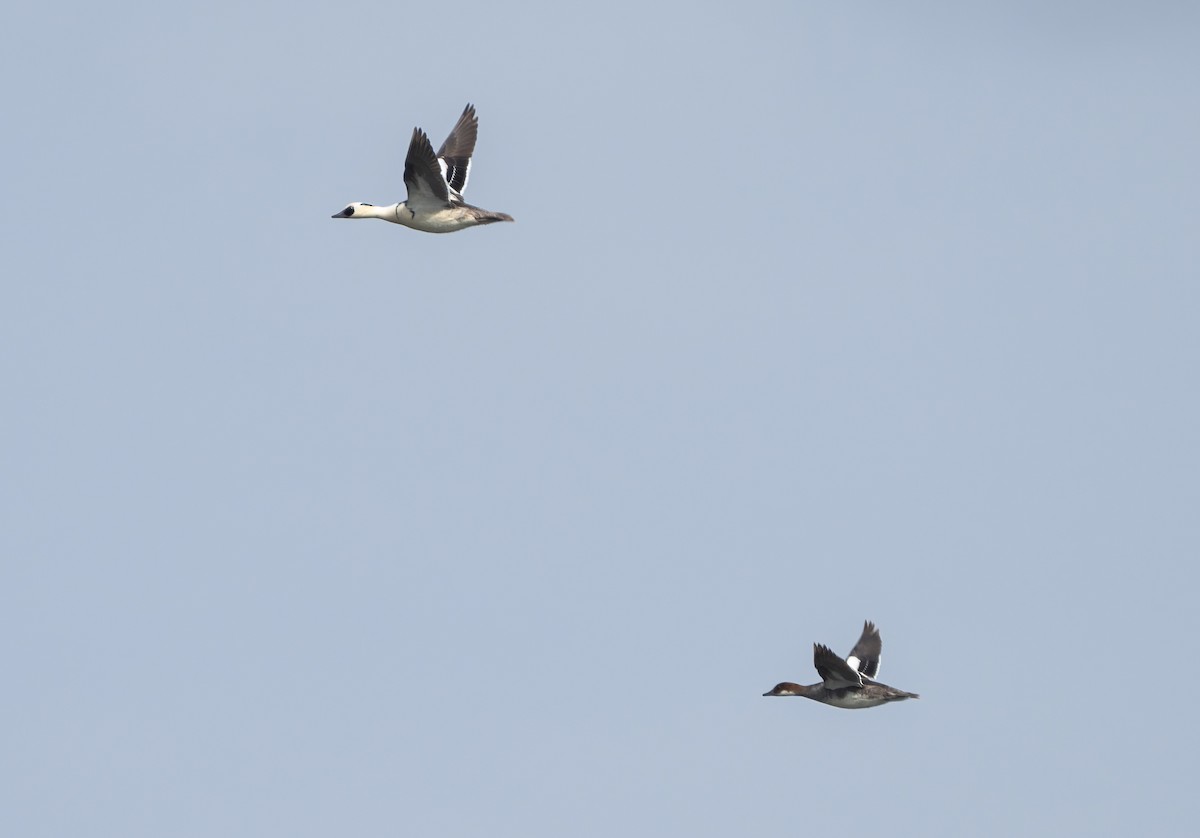 Smew - ML637963609
