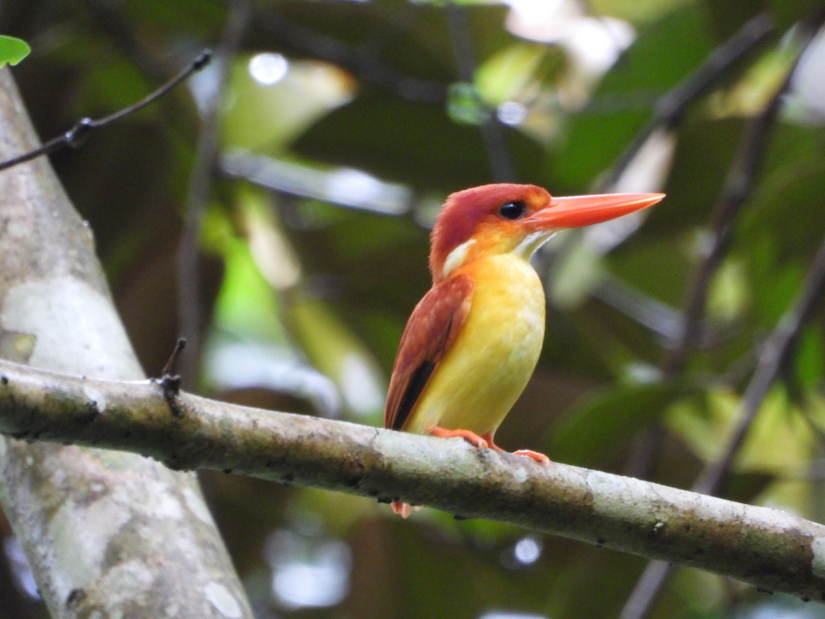 Rufous-backed Dwarf-Kingfisher - ML637963644