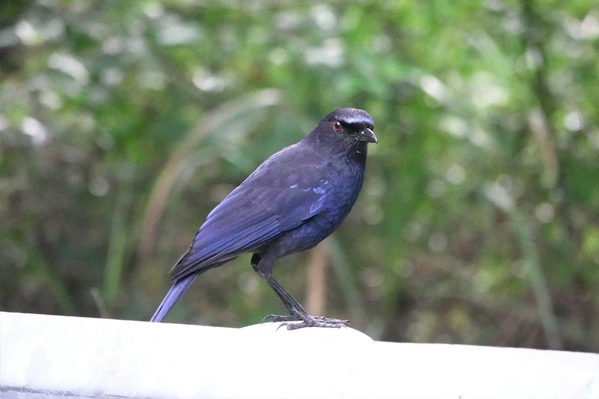 Taiwan Whistling-Thrush - ML637963645