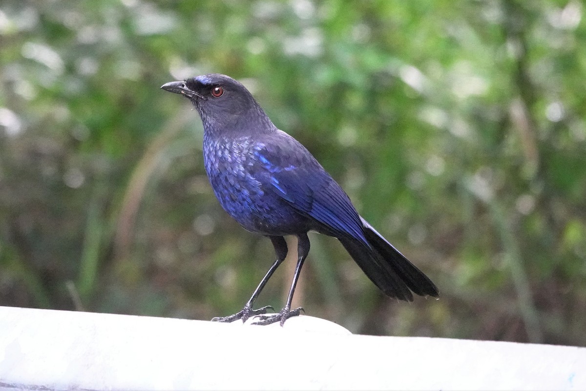 Taiwan Whistling-Thrush - ML637963646