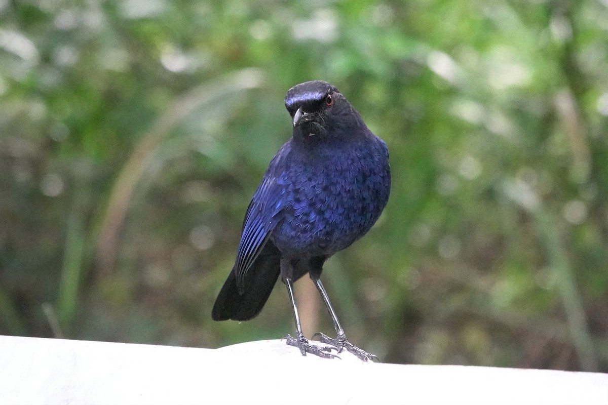 Taiwan Whistling-Thrush - ML637963647