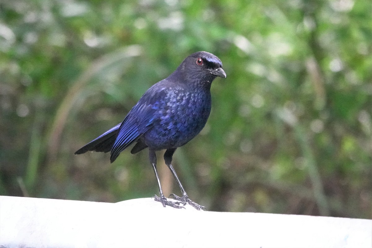 Taiwan Whistling-Thrush - ML637963648