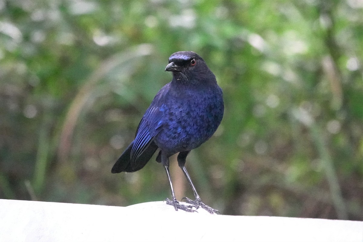 Taiwan Whistling-Thrush - ML637963649
