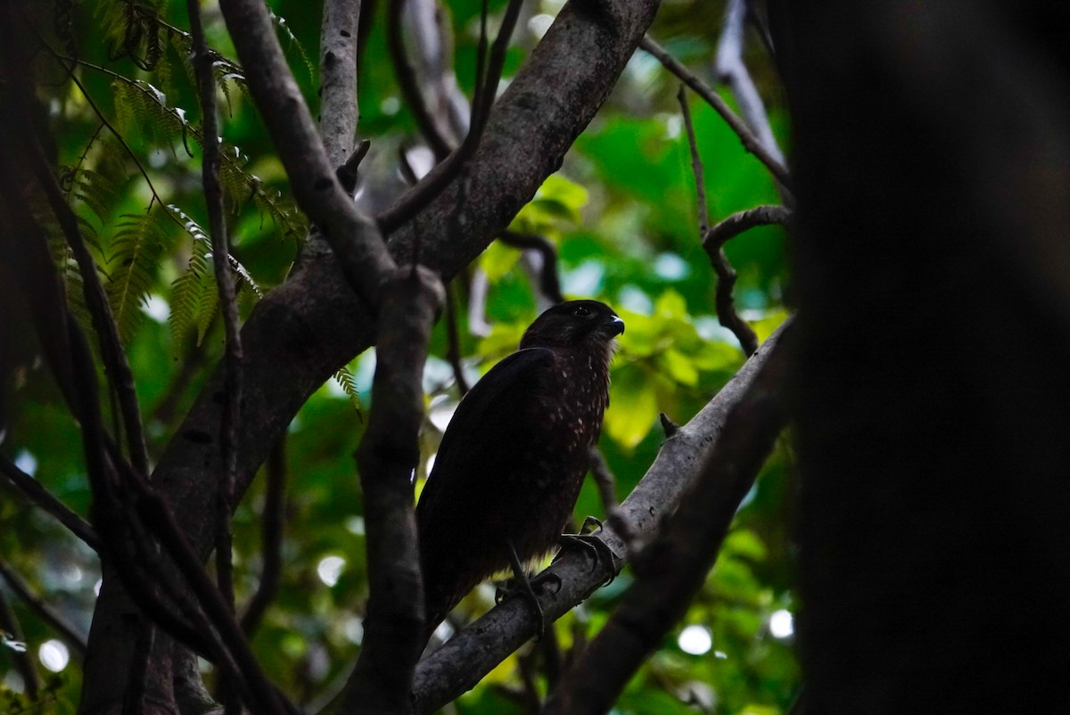 New Zealand Falcon - ML637963659