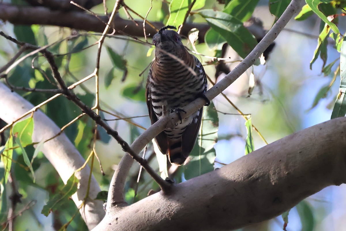 Little Bronze-Cuckoo - ML637963682
