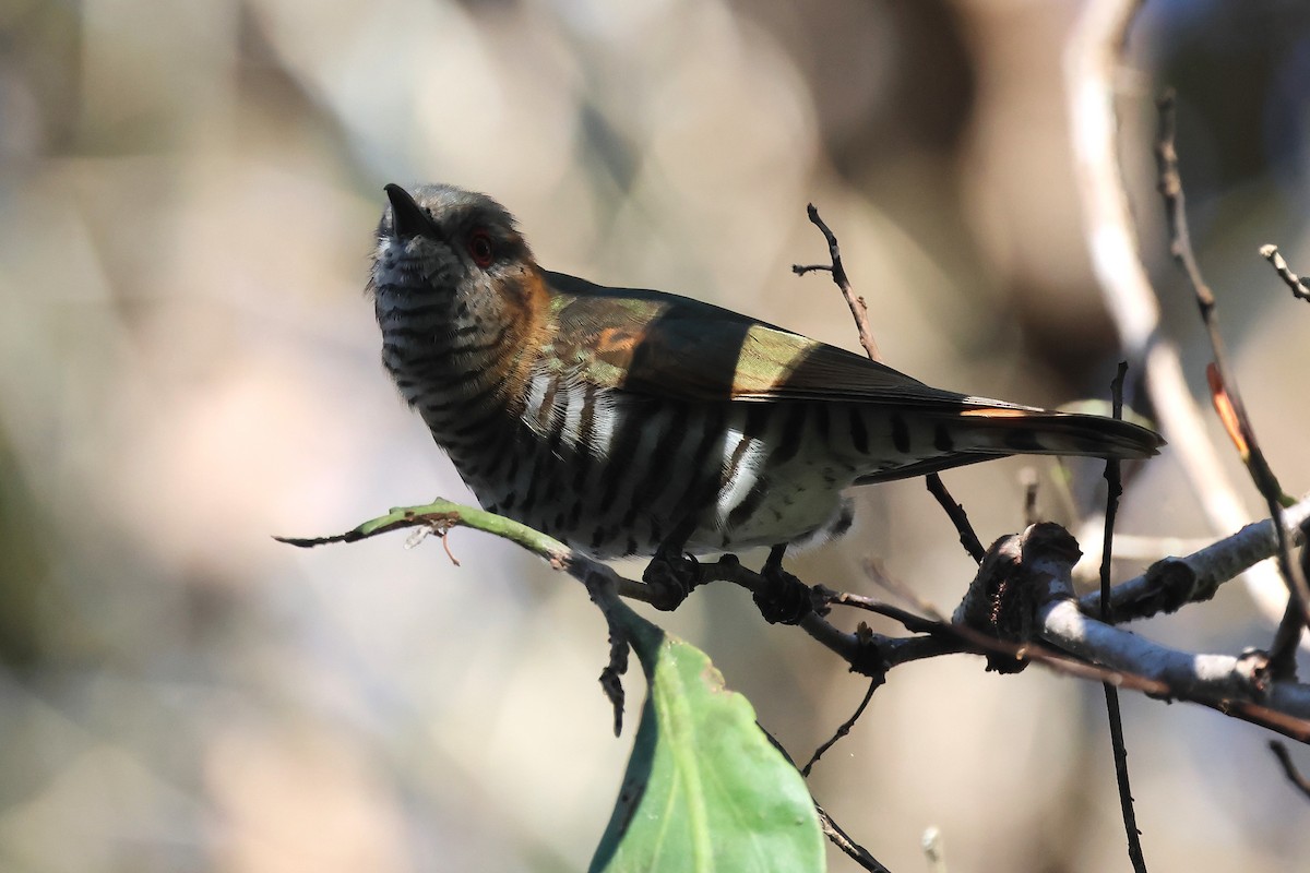 Little Bronze-Cuckoo - ML637963683