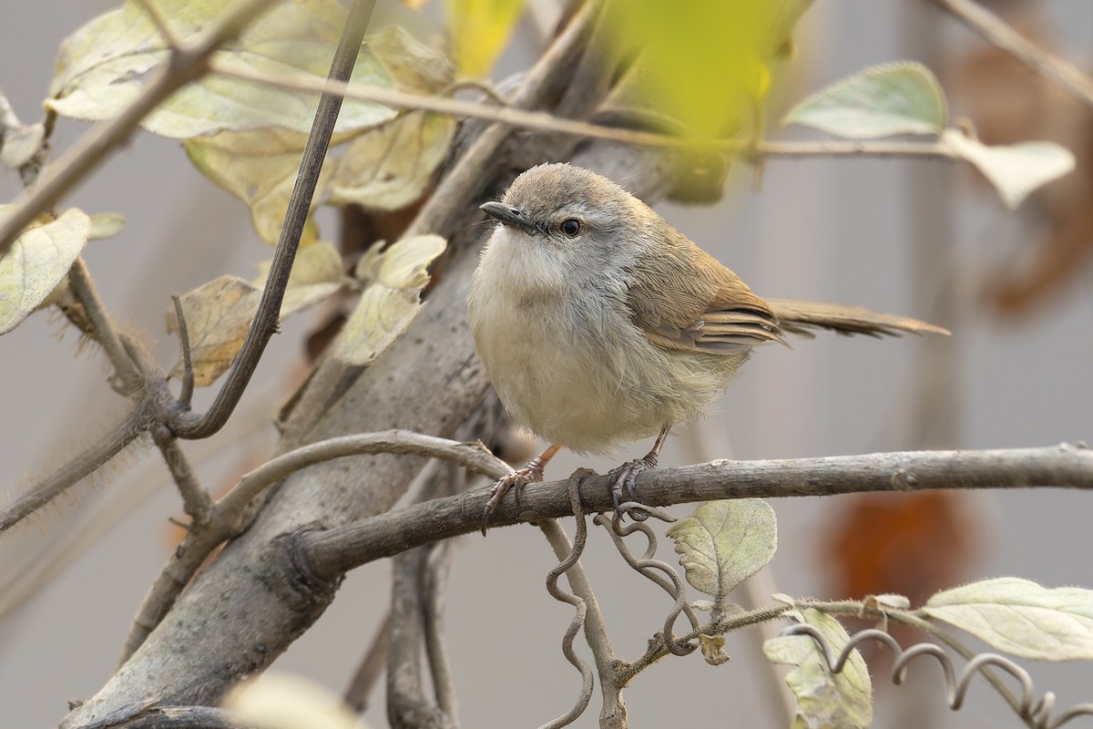Rufescent Prinia - ML637963689