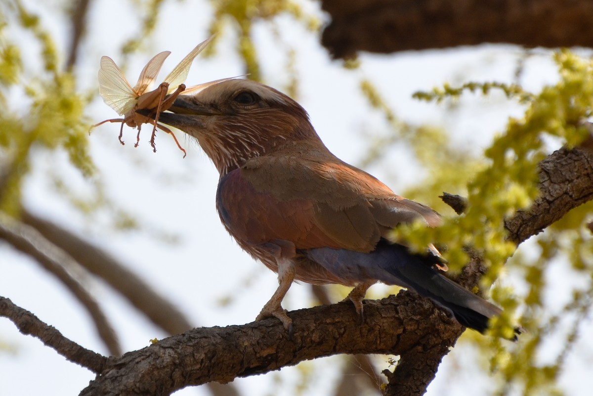 Purple Roller - ML637963698