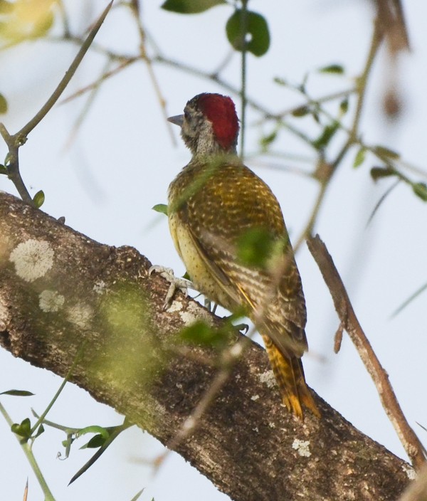 Buff-spotted Woodpecker - ML637963708