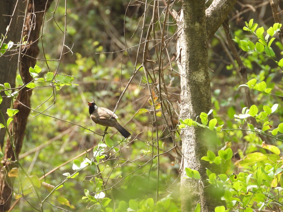 Himalayan Bulbul - ML637963795