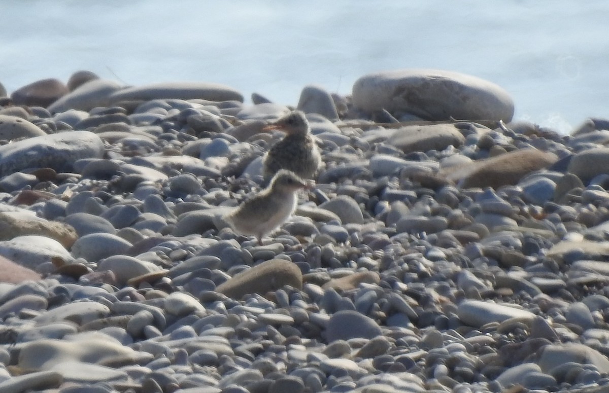Little Tern - ML637963810