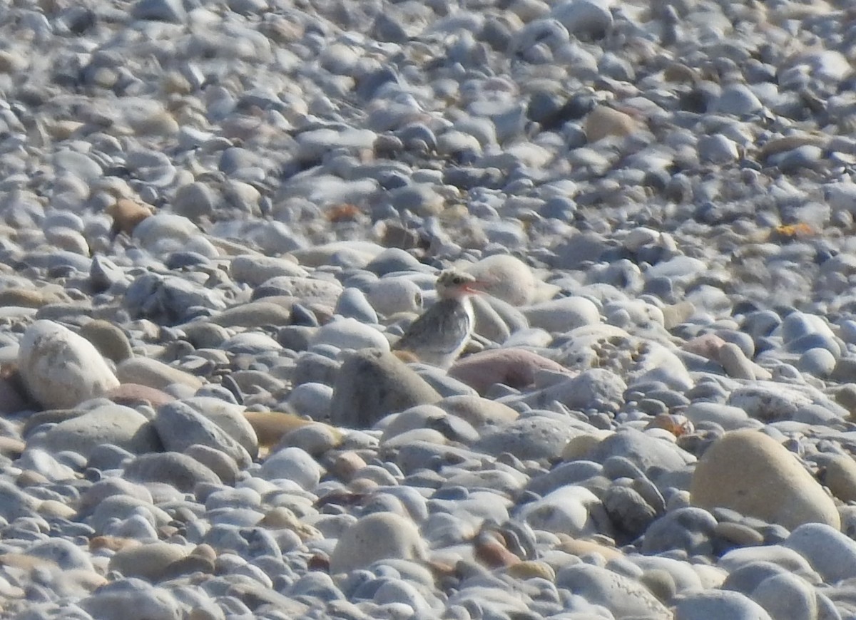 Little Tern - ML637963811