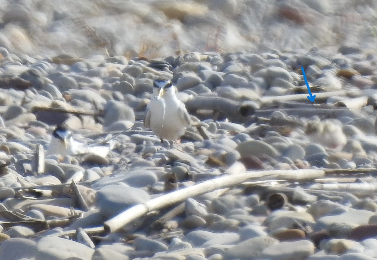 Little Tern - ML637963812