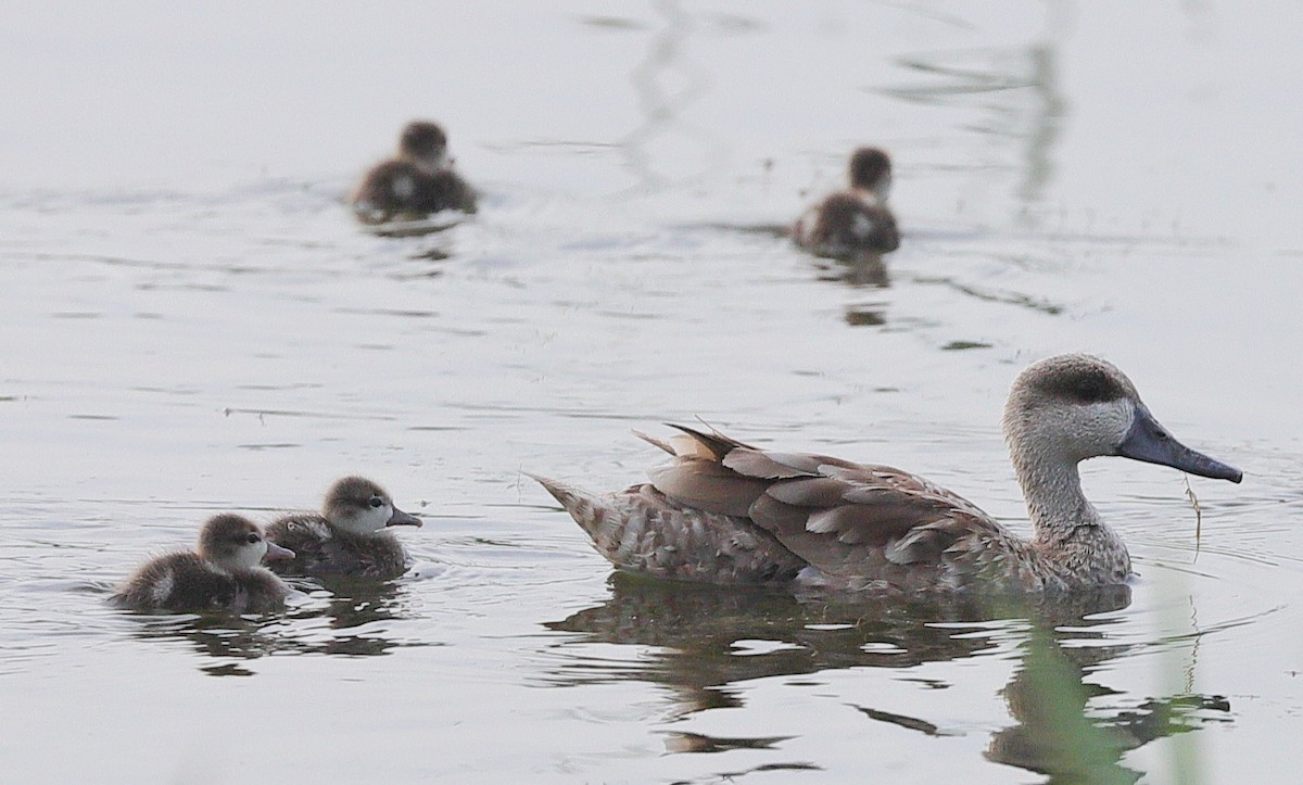 Marbled Duck - ML637963832