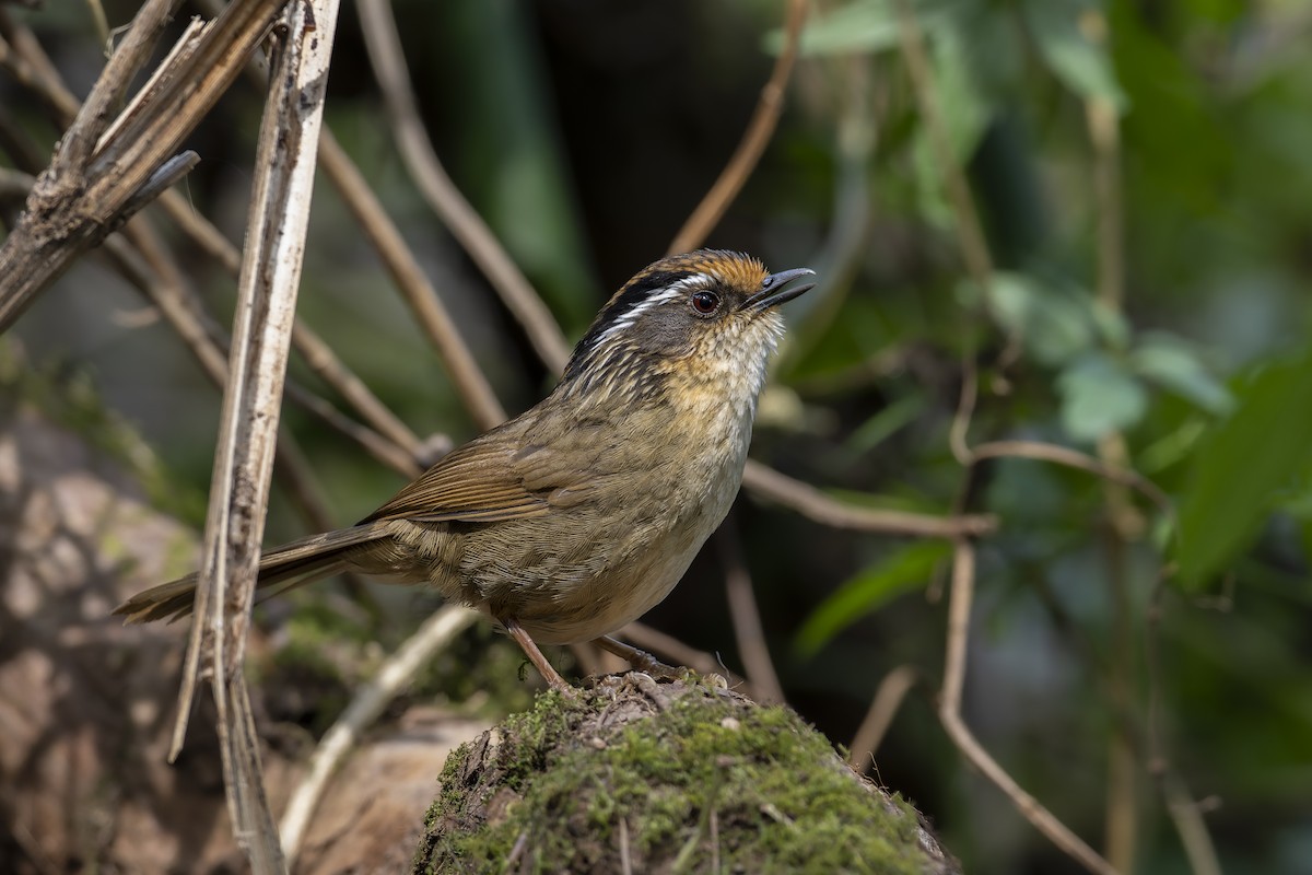 Rusty-capped Fulvetta - ML637963868