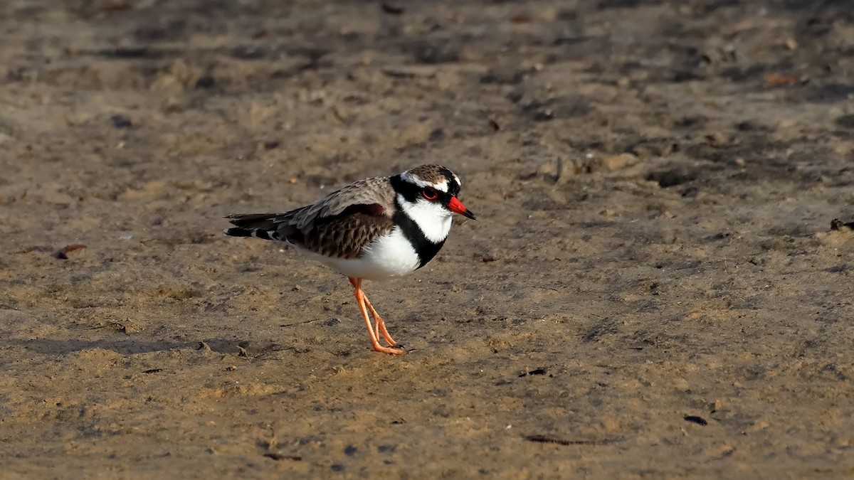 Black-fronted Dotterel - ML637963919