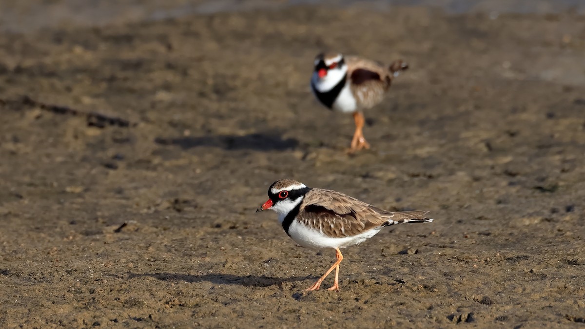 Black-fronted Dotterel - ML637963921