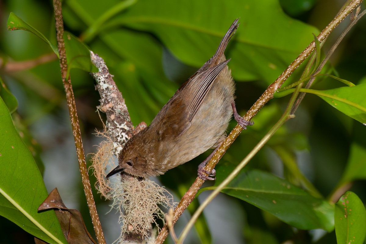 Atherton Scrubwren - ML637963949