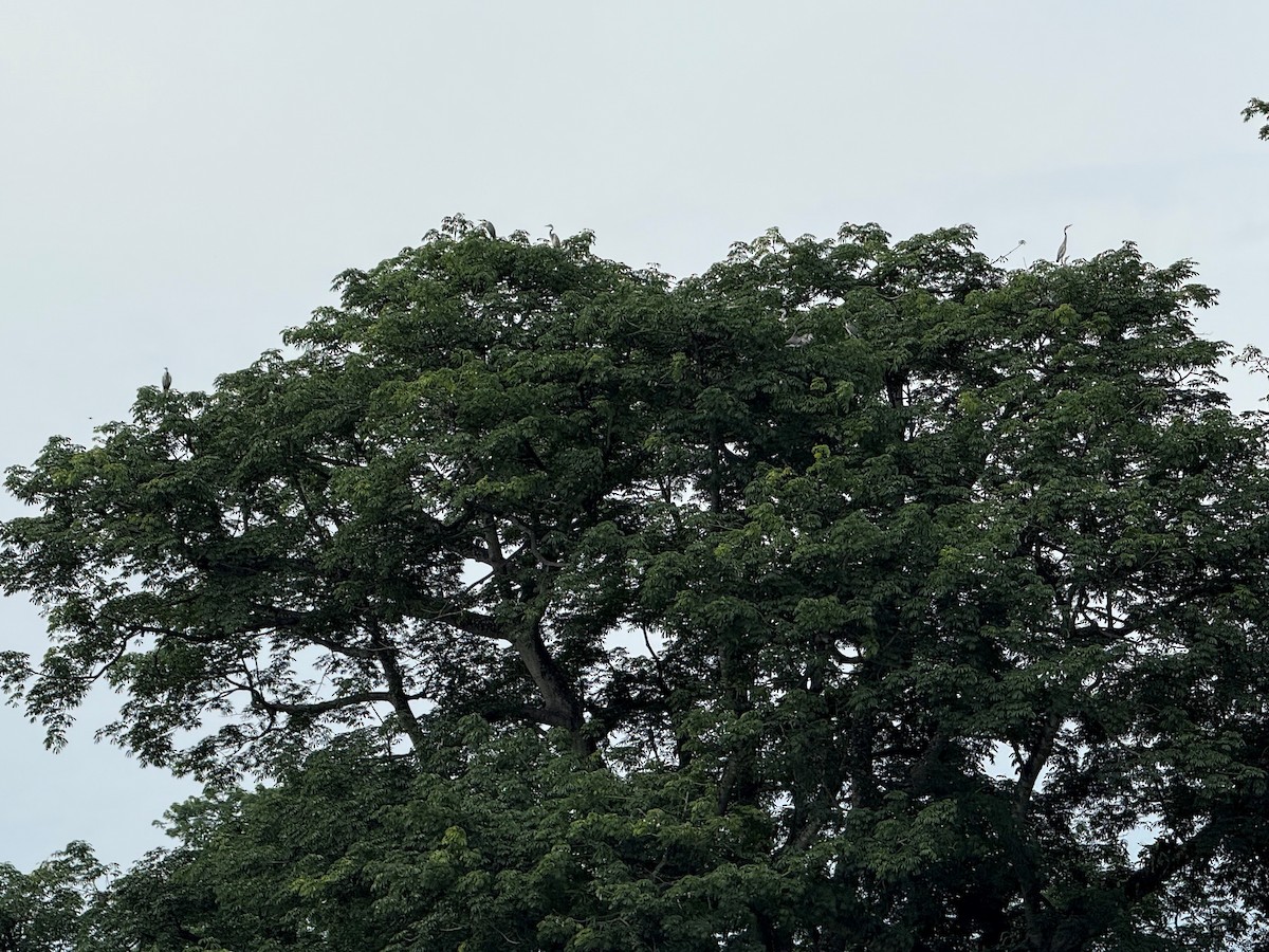 Black-headed Heron - ML637963960