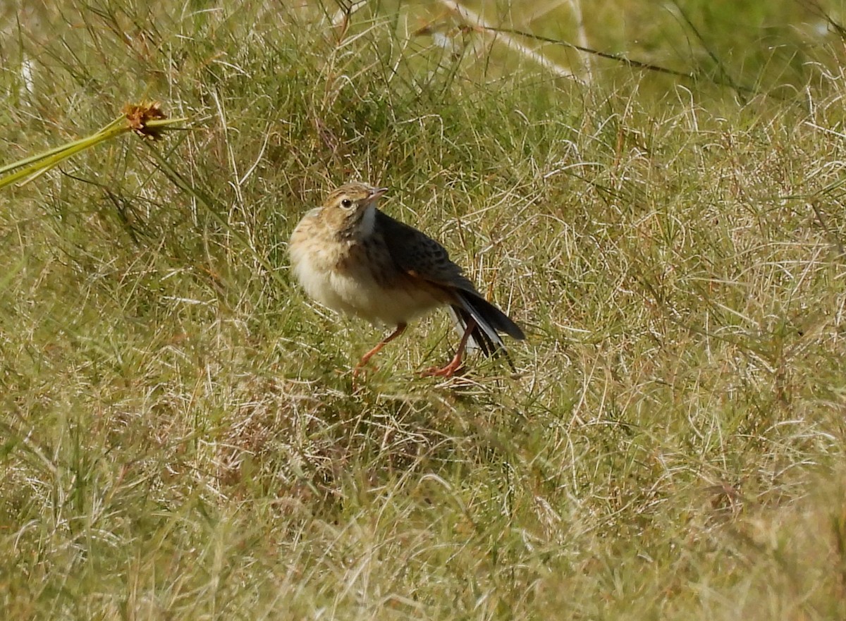 Australian Pipit - ML637963984