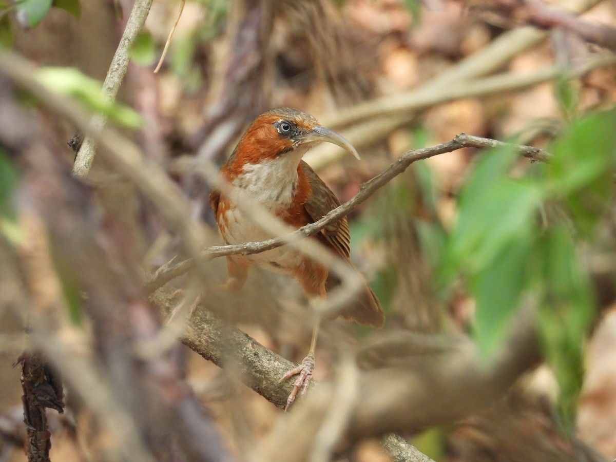 Rusty-cheeked Scimitar-Babbler - ML637963986