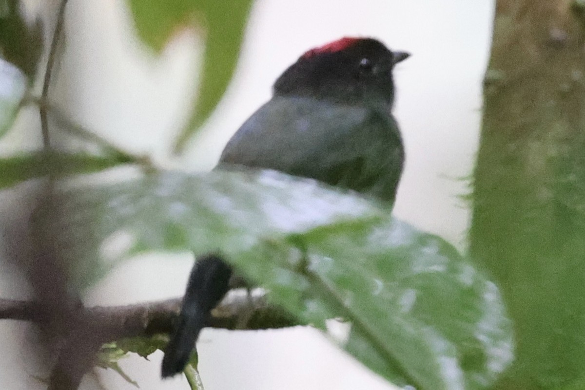 Yungas Manakin - ML637963990