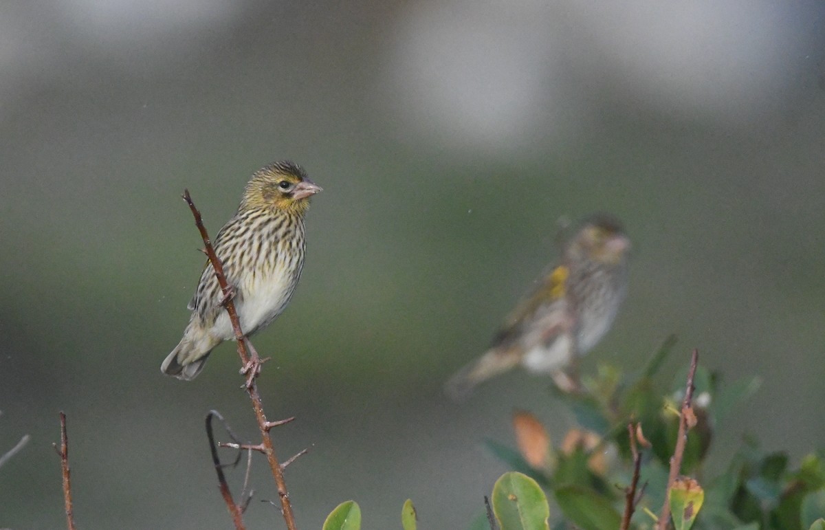 Yellow Bishop - ML637964022