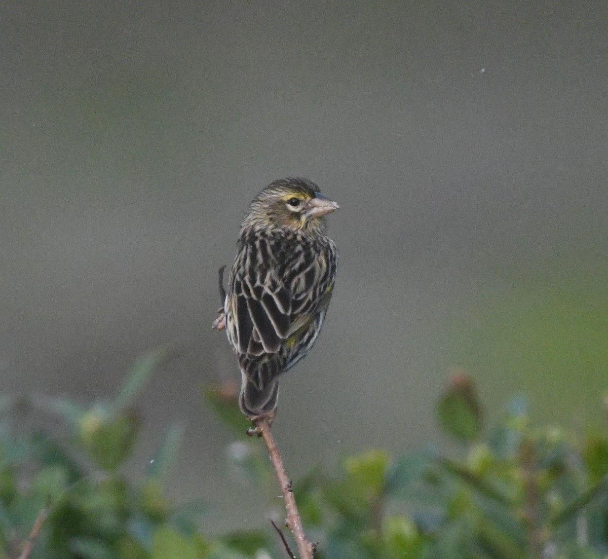 Yellow Bishop - ML637964037