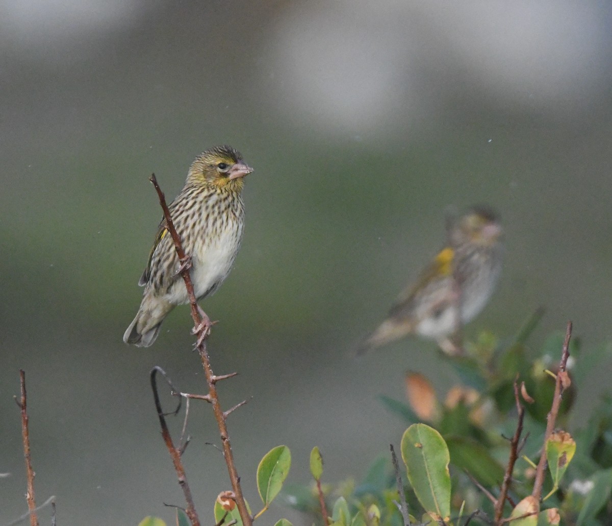 Yellow Bishop - ML637964042
