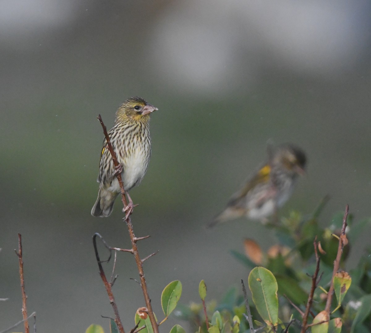 Yellow Bishop - ML637964047