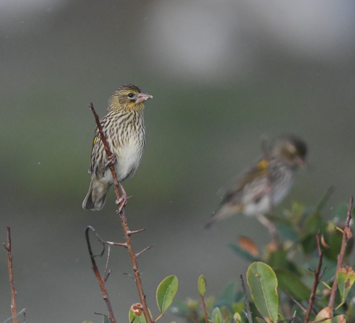 Yellow Bishop - ML637964052