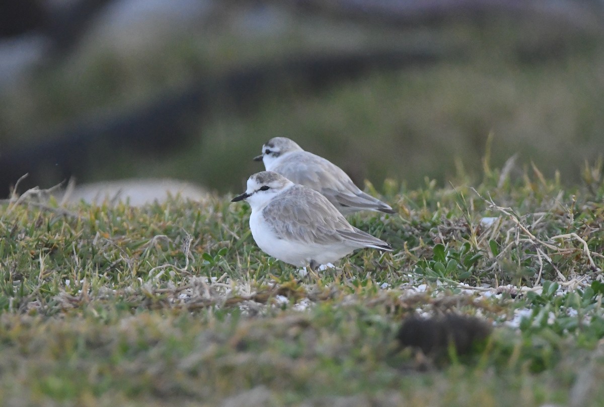 White-fronted Plover - ML637964068
