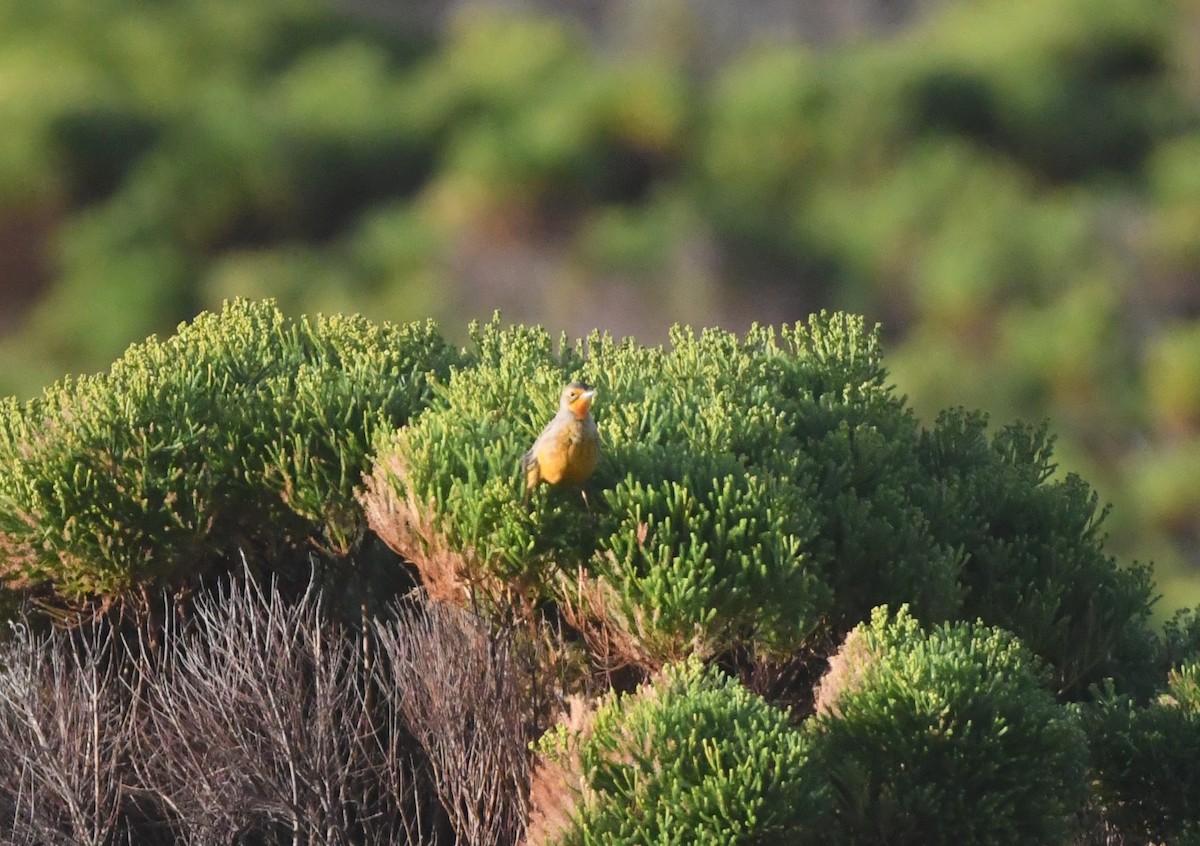Orange-throated Longclaw - ML637964084