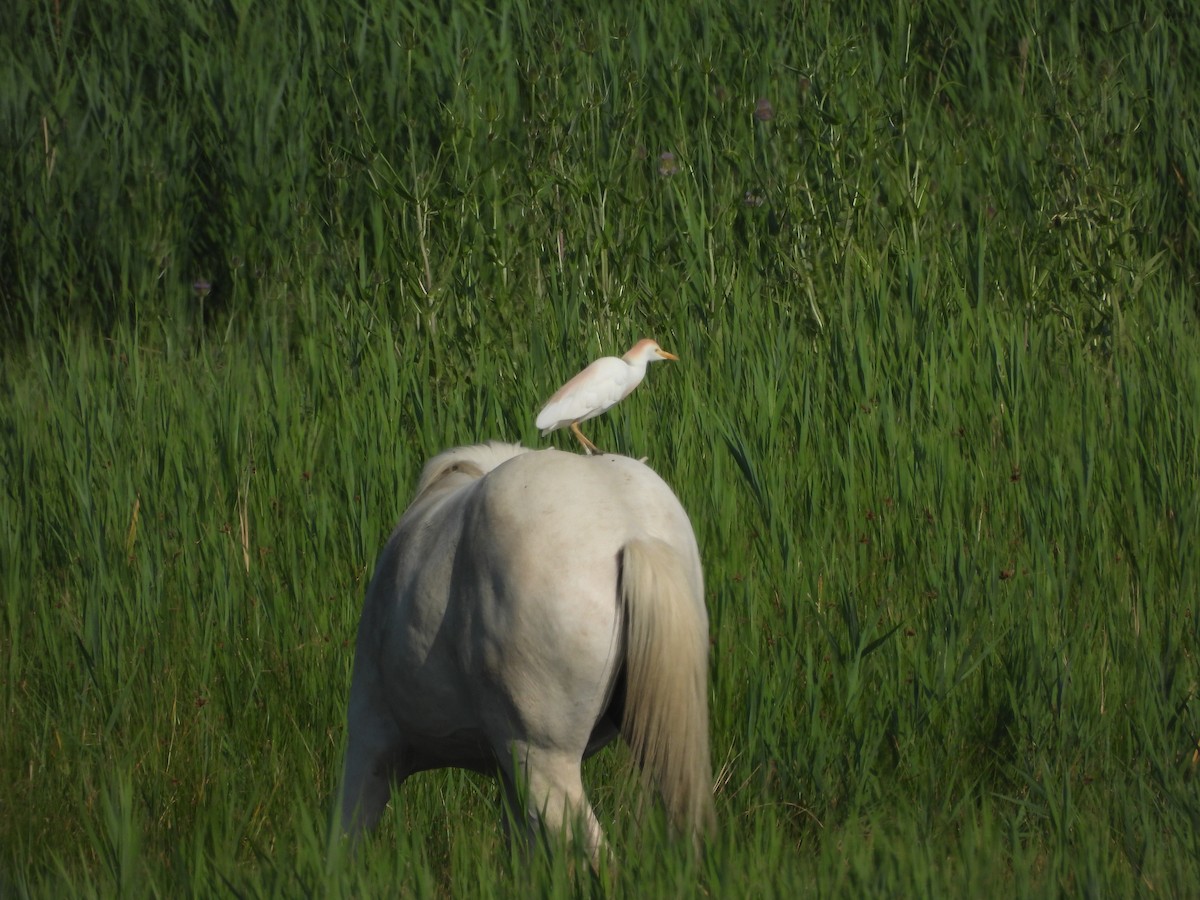 Western Cattle-Egret - ML637964085