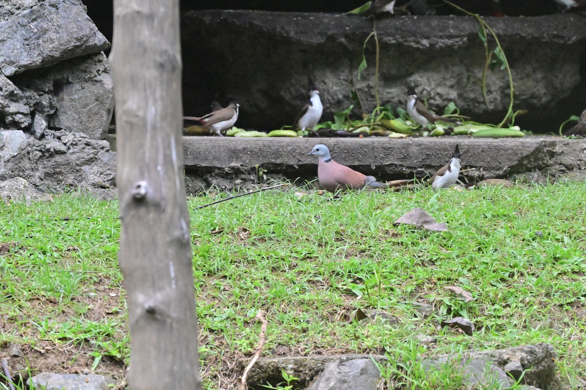 紅鳩 - ML637964087