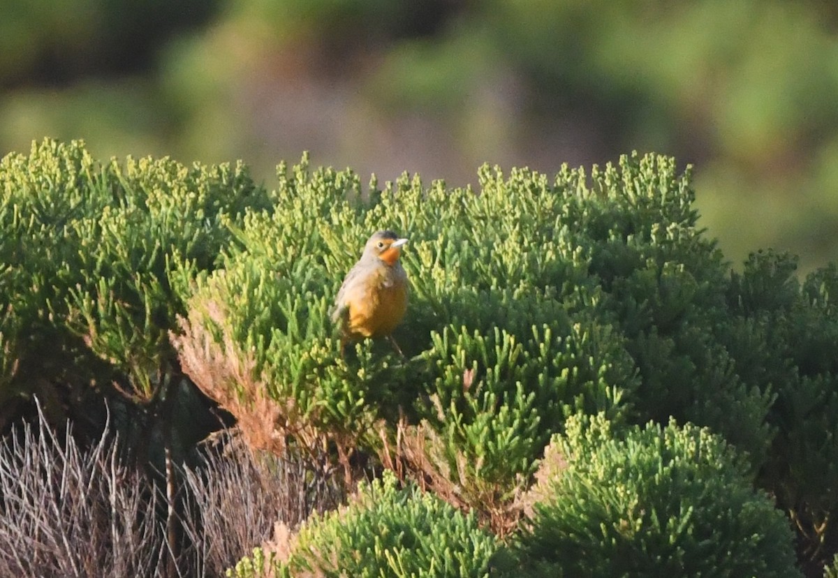 Orange-throated Longclaw - ML637964092