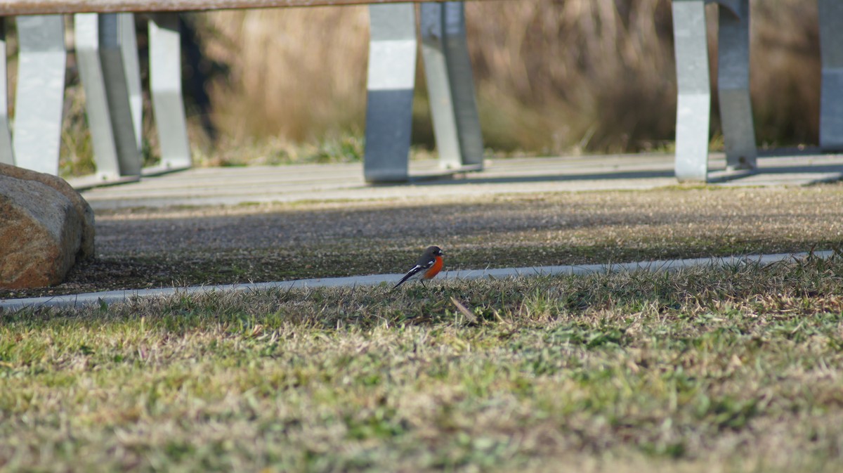 Flame Robin - ML637964096