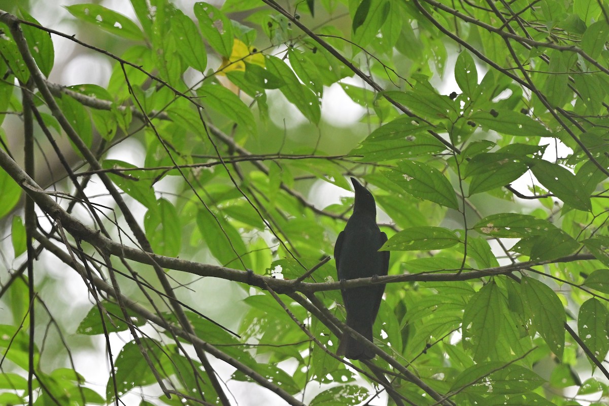 Asian Fairy-bluebird - ML637964100