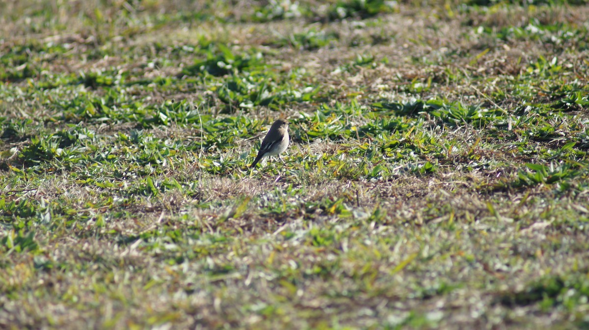 Flame Robin - ML637964103